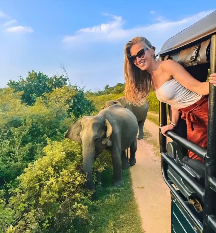 Wildlife Safari
